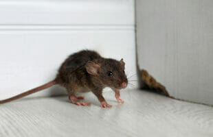 How To Get Rid Of Rats Fast?