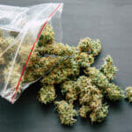weighs cannabis flower marijuana on a scales concept of legalizing herbs weed close up