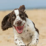 Happy puppy running on the beach. Crazy dog having fun. Funny animal meme image of a bouncy spaniel puppy face with a happy expression. Close-up of an excited white and brown liver spot sprocker dog.