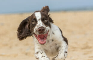 The Ultimate Guide to Buying Healthy Dog Food Treats