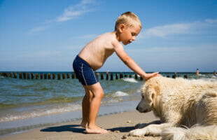 How To Prevent Dog Attacks (or Bites) At The Beach