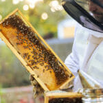 Beekeeper On An Apiary, Beekeeper Is Working With Bees And Beehi