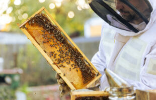 The Complete Guide to Beekeeping Protective Clothing
