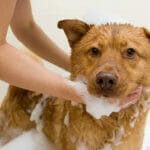 9 Main Benefits Customers Get From Your Dog Wash Franchise Dog Taking A Bath