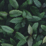Nature Green Leaf Background, Kratom Tree Grows On Dark Plant Tr