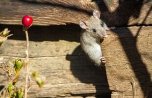 How To Protect Your Home Against Rats, Mice, And Other Rodents