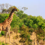 Hwange National Park: Planning for Your Safari Adult Giraffe (giraffa Camelopardalis), Standing In The Lush Gre