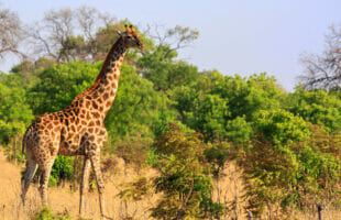 Hwange National Park: Planning for Your Safari