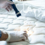 Bed Bug Infestation And Treatment Service. Bugs Extermination