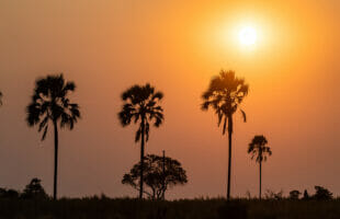 The Magic Wilderness of the Okavango Delta