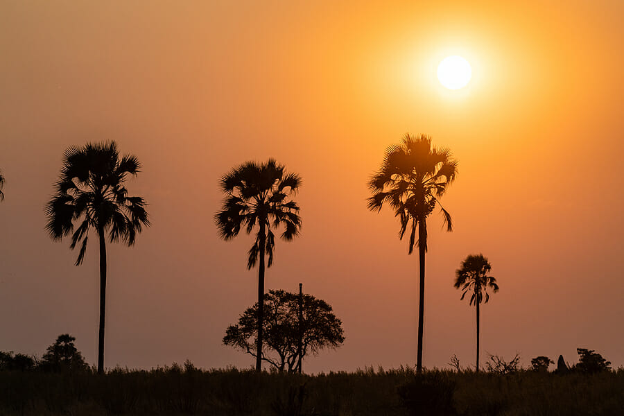 The Magic Wilderness of the Okavango Delta