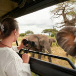 What Conditions Must Be Satisfied Before a Tourist EVisa Can Be Issued for Tanzania? Woman Tourist On Safari In Africa, Traveling By Car With An Open