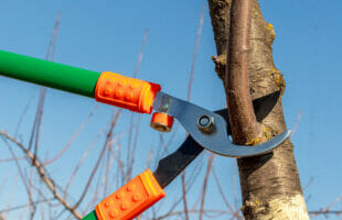 Six Best Ways to Prune Your Trees
