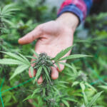 Why Are People More Inclined To Buy Delta 9 Edibles Online? Farmer hand holding marijuana flower in greenhouse, marijuana research, medical marijuana, CBD hemp oil.