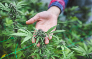 Why Are People More Inclined To Buy Delta 9 Edibles Online?
