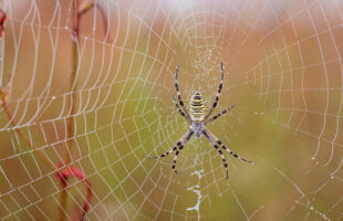How Your Lights Affect Spiders (And How to Use Them to Your Advantage)