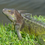 Do Iguanas Lay Eggs? Iguana Lizard Outdoor. Iguana Lizard Outside. Iguana Lizard In N