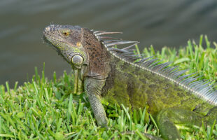 Do Iguanas Lay Eggs? 