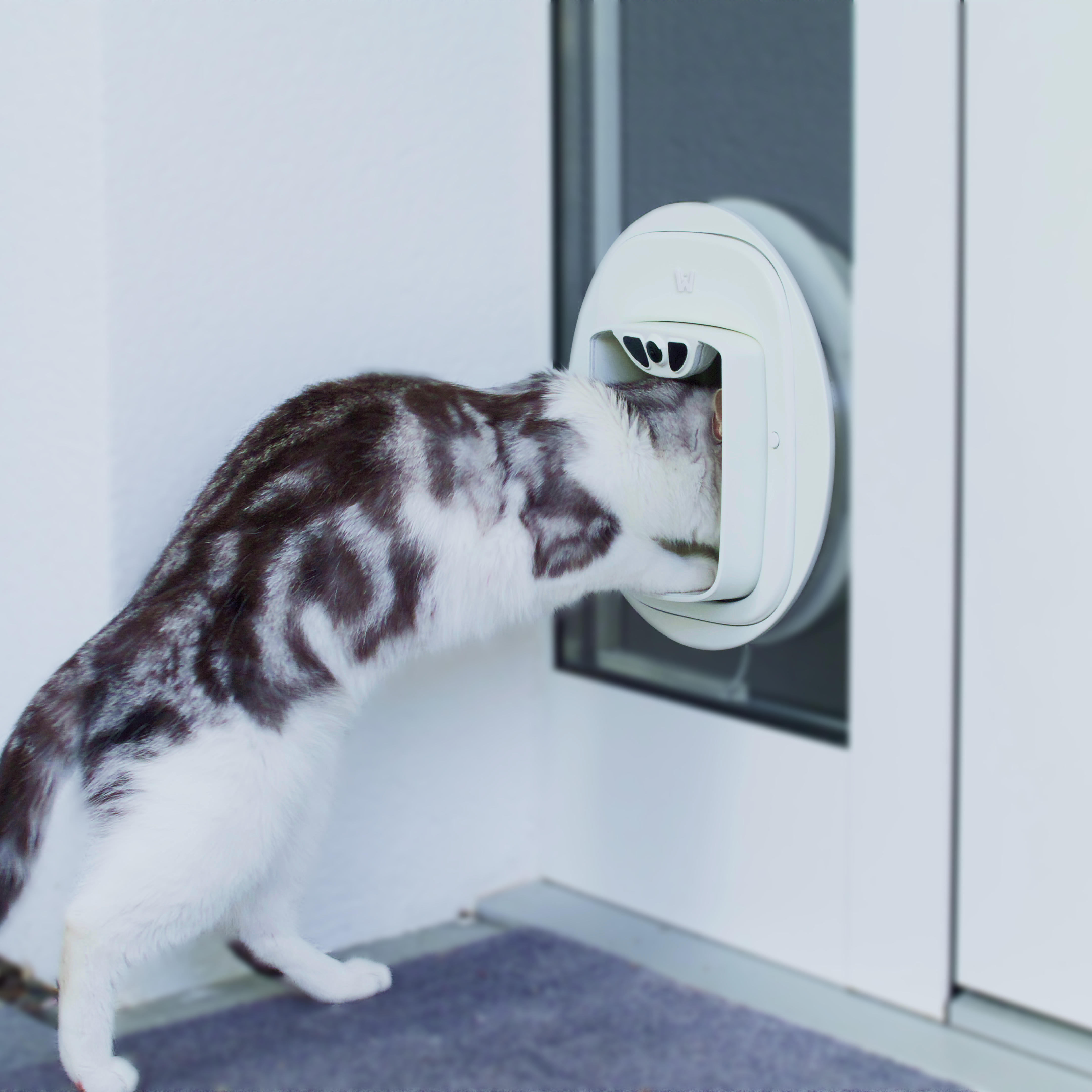 Pawly: Pioneering the Future of Feline Care with Advanced Intelligent Features