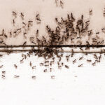 Ant Infestation, Hole And Crack In The Wall With Insects, Need F