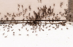 How to Identify and Prevent Ant Infestation in Walls