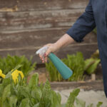 The Benefits and Options for Comprehensive Pest Control Close Up View Of Female Gardeners Hand Watering Sorrel Plants Wi