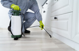Keep Your Home Arachnid-Free: How Exterminator Services Can Help