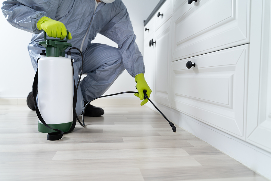 Keep Your Home Arachnid-Free: How Exterminator Services Can Help