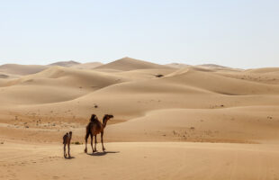 Gulf Tourism Unveils Cultural Gems & Modern Luxury