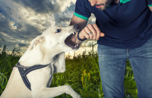 Preventing Dog Bites: Tips for Responsible Pet Ownership