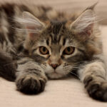 Maine Coon Kitten