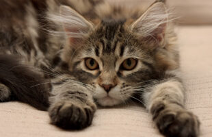 Maine Coon Kittens: The Perfect Playful Companions