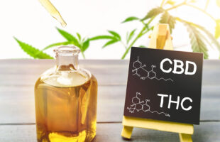 CBD vs. THC: Which is the Best Edible for First-Time Users?