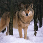 What Role Could Dire Wolves Play in Modern Ecosystems? Wolf In The Snow