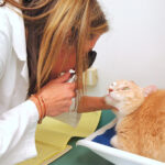 The Ultimate Guide To Finding Quality Veterinary Care for Your Pet Veterinarian