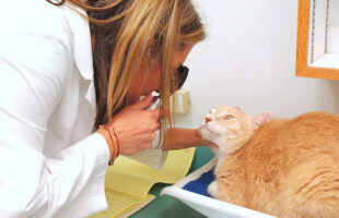 The Ultimate Guide To Finding Quality Veterinary Care for Your Pet